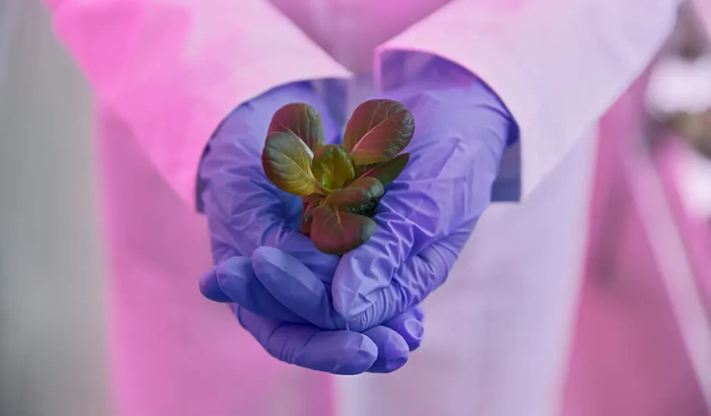 Medical gloves holding a plant